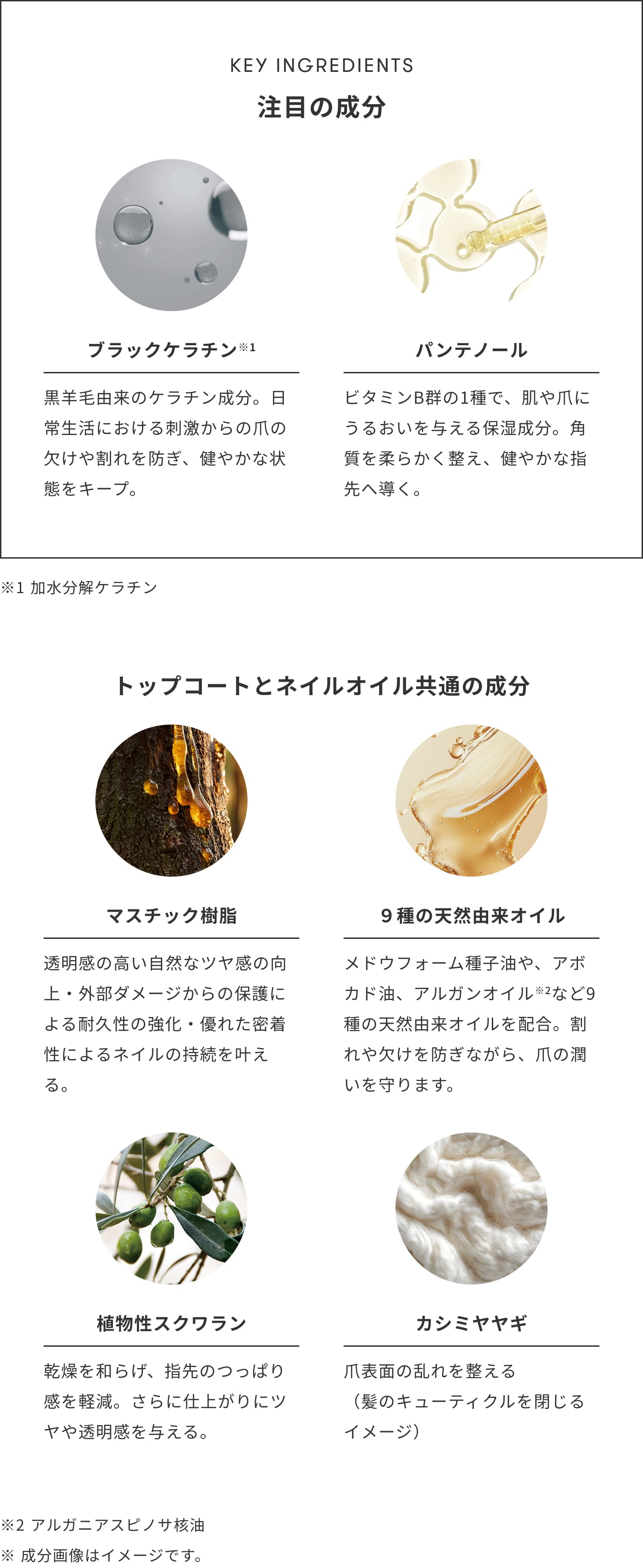 KEY INGREDIENTS